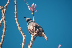 Photo quail, license