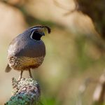 Photo quail, breeding