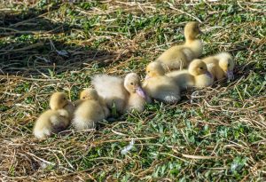 Photo Khaki Campbell ducks