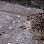 Photo jumbo quail