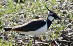 Photo Quail feed