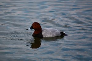 Photo Black duck