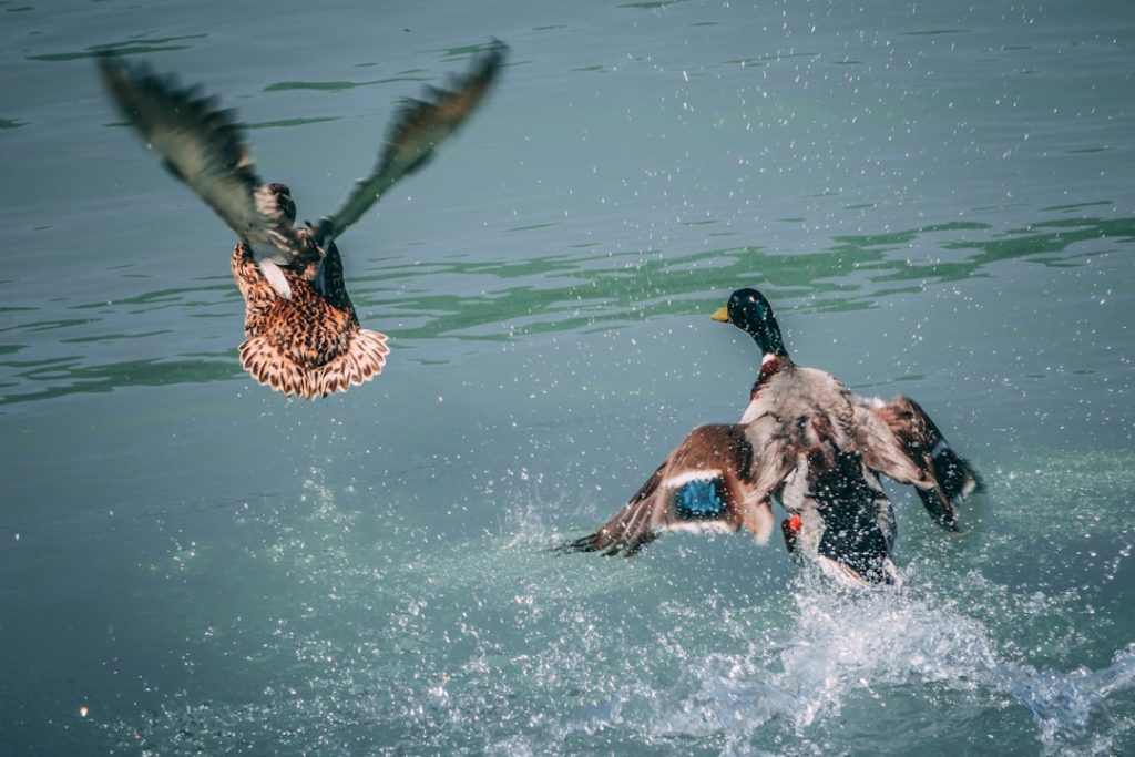 Photo Mallard duck