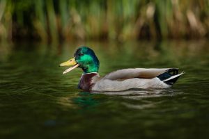 Photo Mallard duck