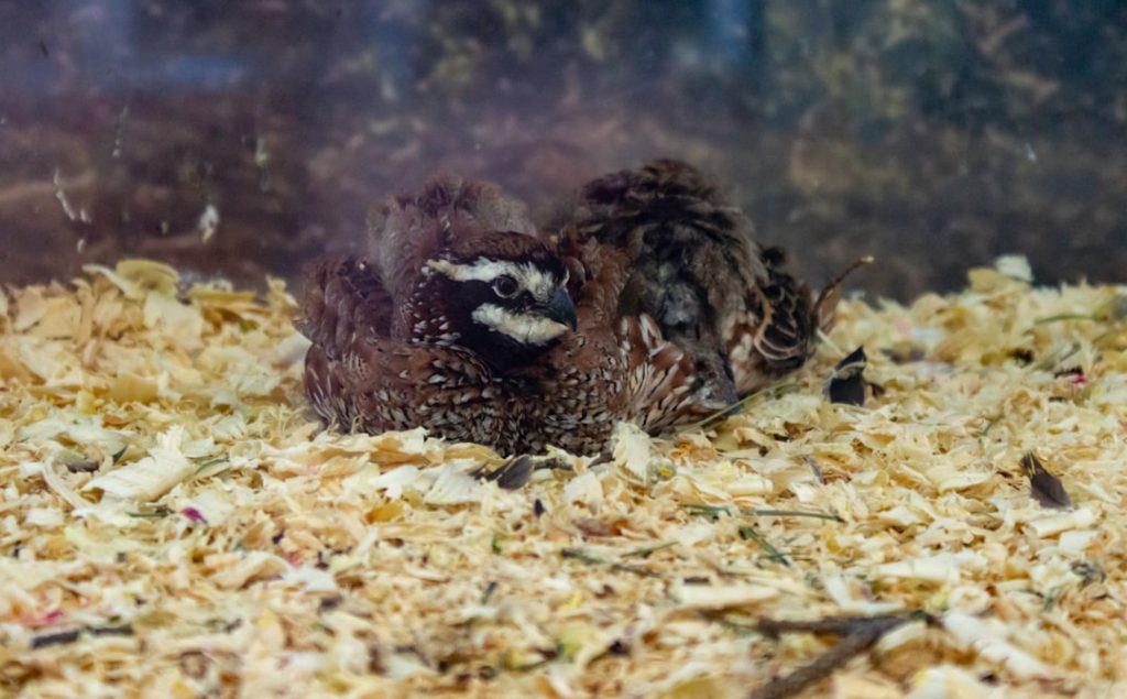 Photo Mearns quail