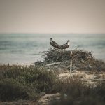 Photo Quail, Nest