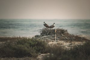 Photo Quail, Nest