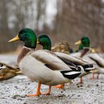 Photo Mallard duck