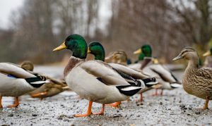 Photo Mallard duck