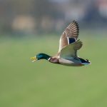 Photo Duck breeds