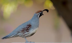 Photo Quail breeds