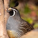 Photo Quail breeds