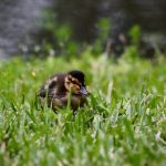 Photo ducklings, breeds