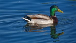 Photo Mallard duck