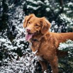 Photo Duck toller puppies