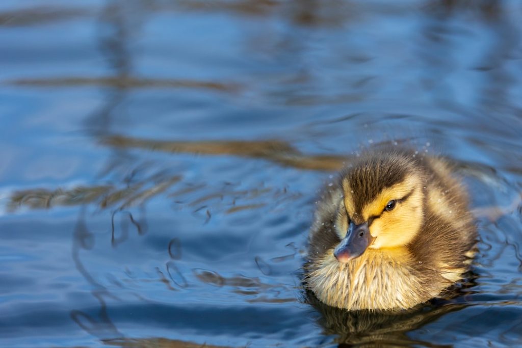 Photo Ducklings, feathers