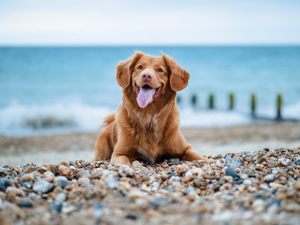 Photo Duck tolling retriever, puppies