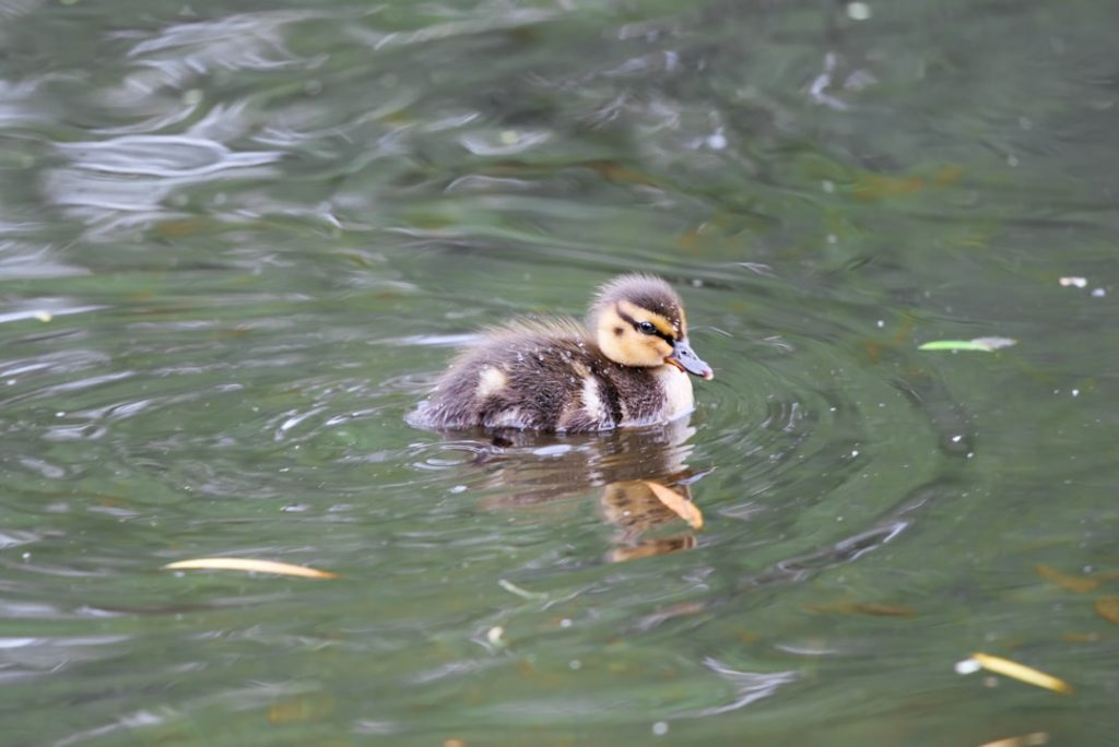 Photo Ducklings, Pond