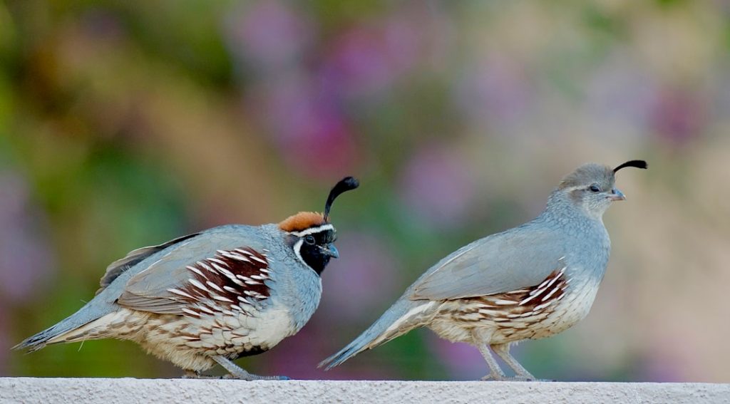 Photo Quail cages