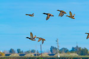 Photo Wild ducks