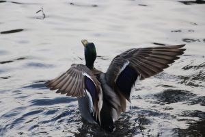 Photo Duck breeds