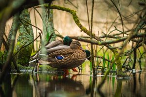 Photo Mallard duck