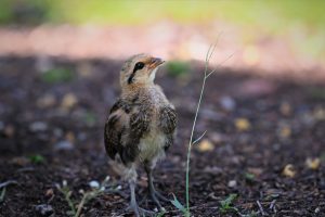 Photo Quail farm