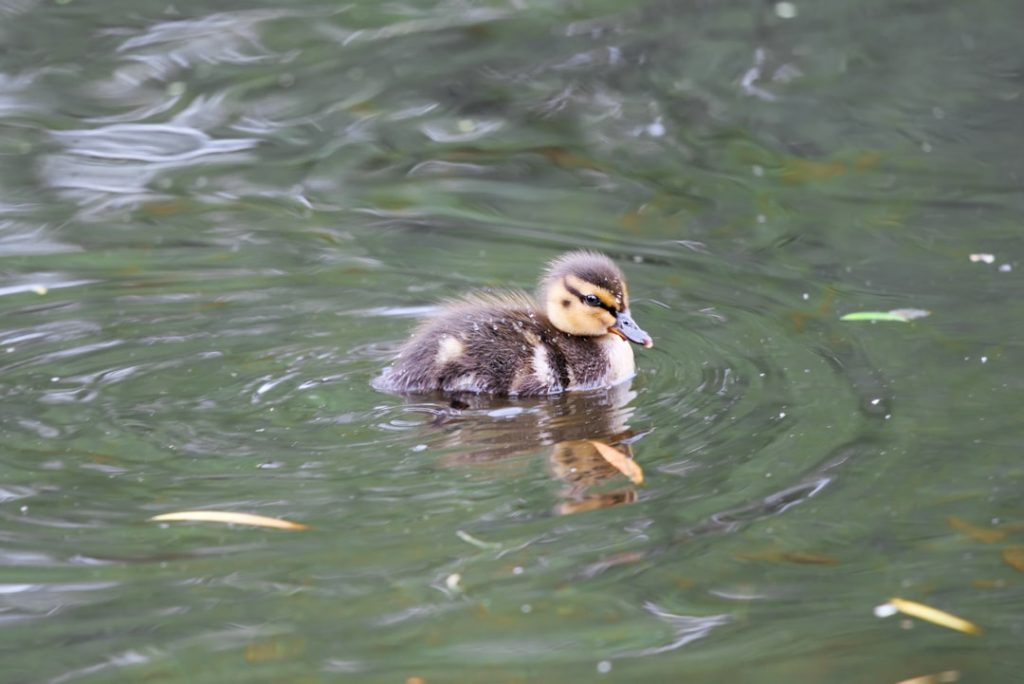 Photo Ducklings, pond