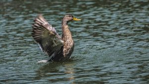 Photo Duck breeds