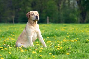 Photo Labrador Retriever