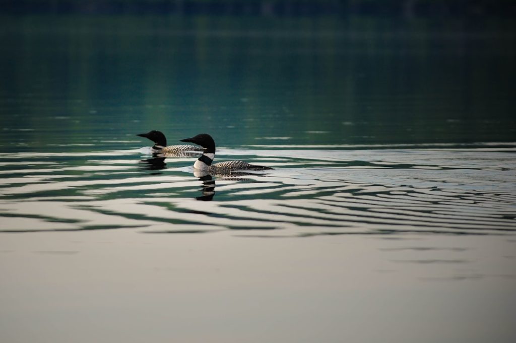 Photo Duck breeds: Mallard, Pekin