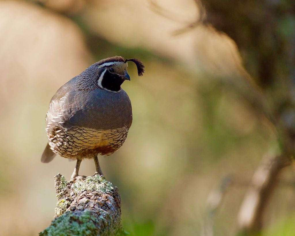 Photo Quail breeds: Ornate quail