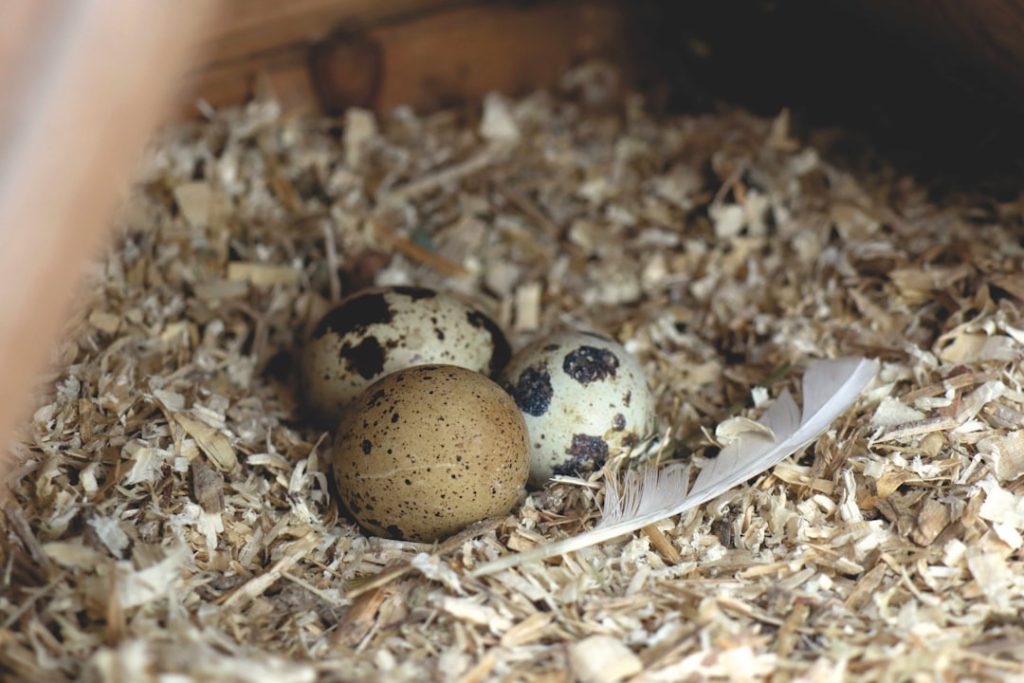 Photo Quail, Nest