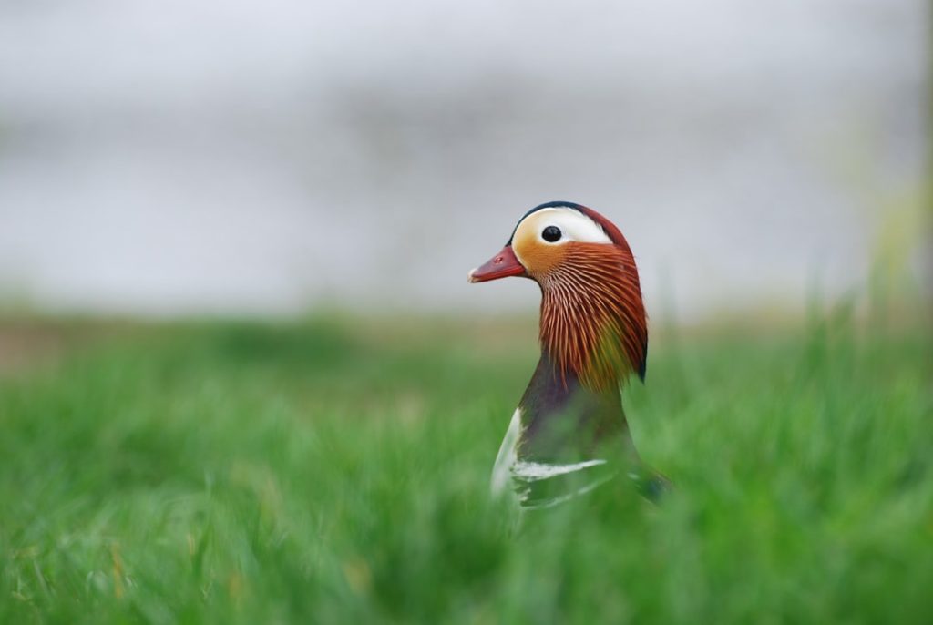 Photo Small duck breed