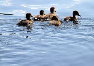 Photo Mallard ducks