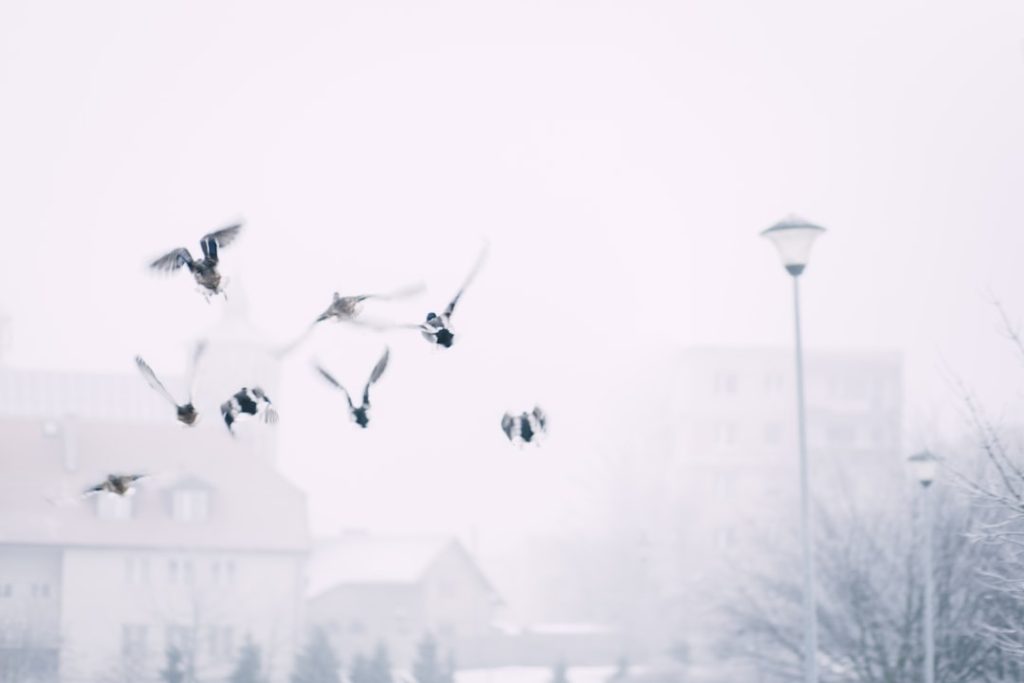 Photo White ducks