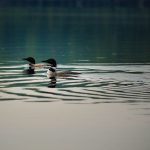 Photo Mallard duck nest