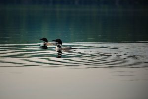 Photo Mallard duck nest