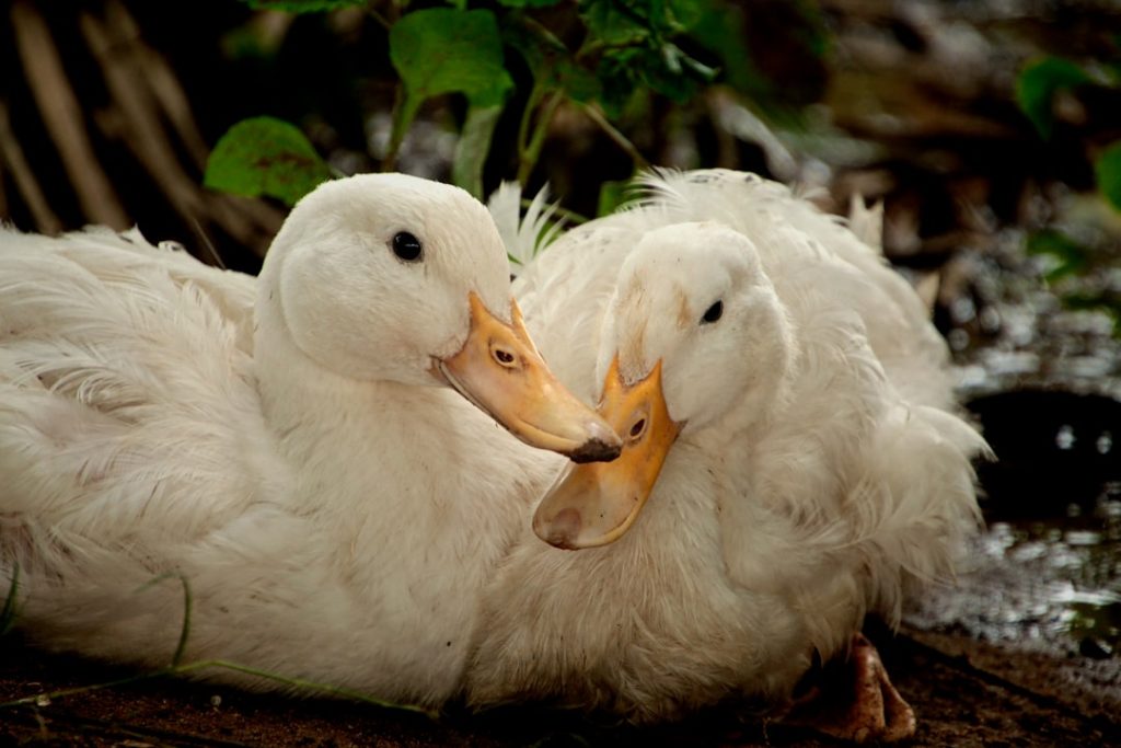 Photo Duck breeds
