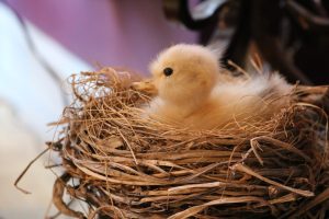 Photo Ducklings