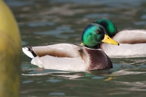 Photo Mallard duck