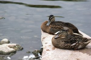 Photo Black duck