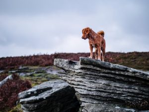 Photo Duck tolling retriever puppies