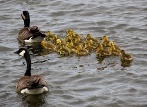 Photo Ducklings, breeds