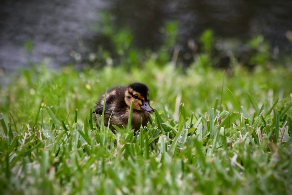 Photo Ducklings, Feathers