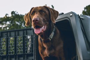 Photo Puppies, Kennel