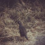 Photo Gambels quail