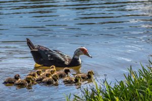 Photo Ducklings, Crossbreeds