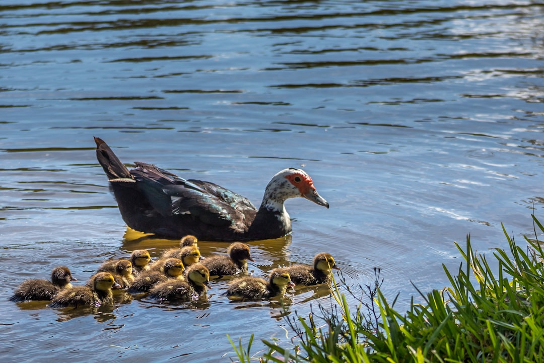 duck cross breeds