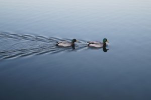 Photo Spotted ducks